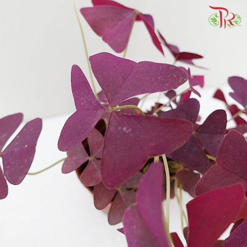 Oxalis Triangularis《三角紫叶酢漿草》20cm - Pudu Ria Florist