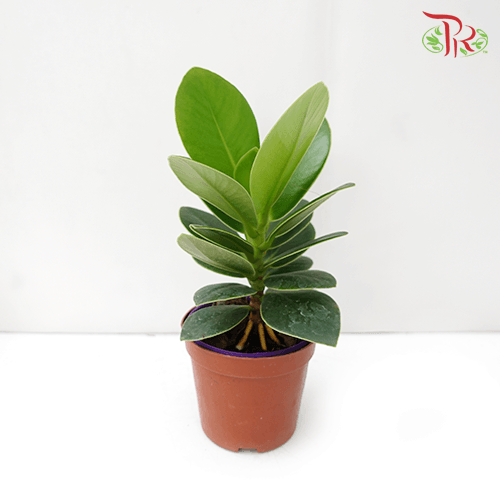 Clusia Rosea《書帶木》 - Pudu Ria Florist
