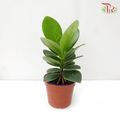 Clusia Rosea《書帶木》 - Pudu Ria Florist