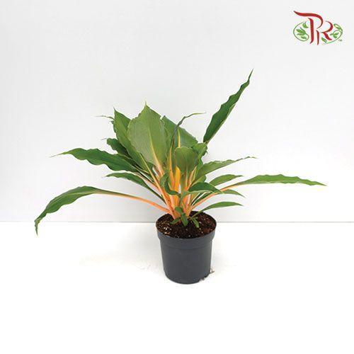 Chlorophytum Fire Flash  《火焰吊蘭》 - Pudu Ria Florist