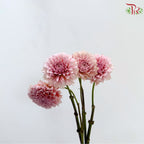 Dahlia Hybrida 《大丽花》