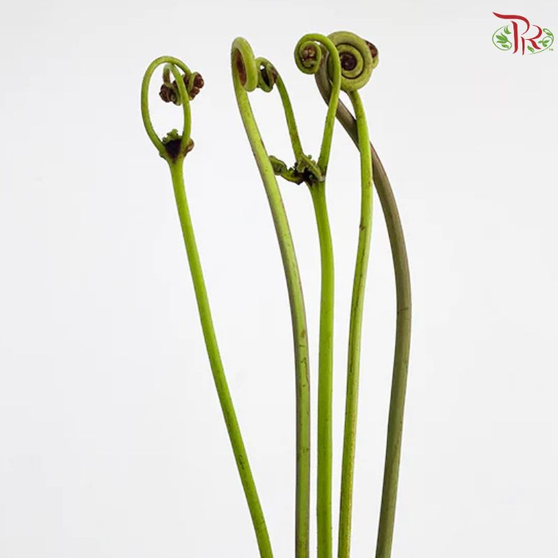Coil Fern (Wild Cat / Fiddlehead)