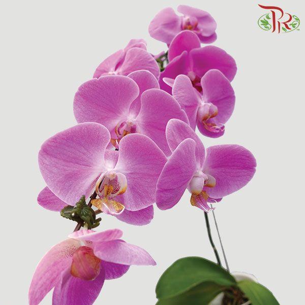 Phalaenopsis Orchid - Light Pink With Yellow Lips *With No Vase - Pudu Ria Florist