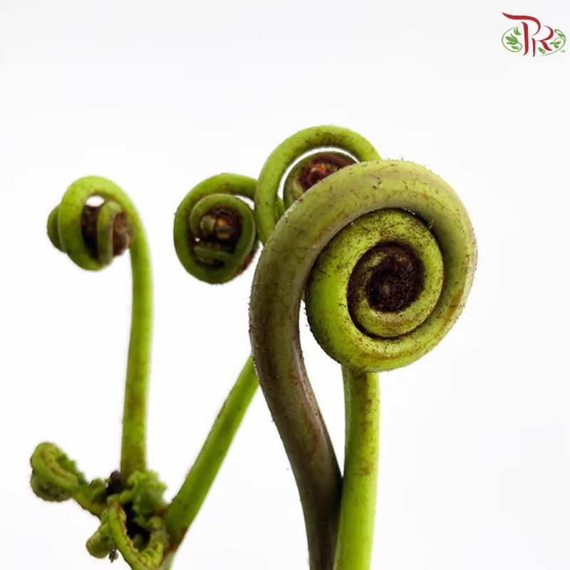 Coil Fern (Wild Cat / Fiddlehead)
