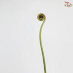 Coil Fern (Wild Cat / Fiddlehead)