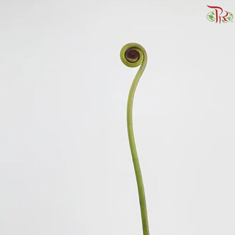 Coil Fern (Wild Cat / Fiddlehead)