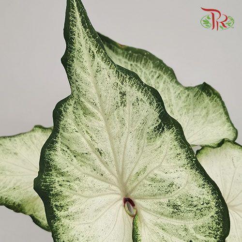 Caladium White Star - Pudu Ria Florist