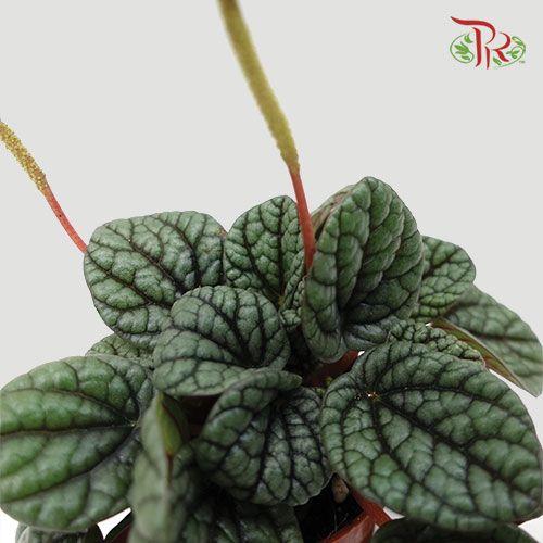Peperomia Greyhound - Pudu Ria Florist