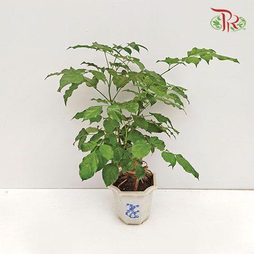 Radermachera (Ginseng Tree Shaped Bonsai) 《幸福树/绿宝》 - Pudu Ria Florist