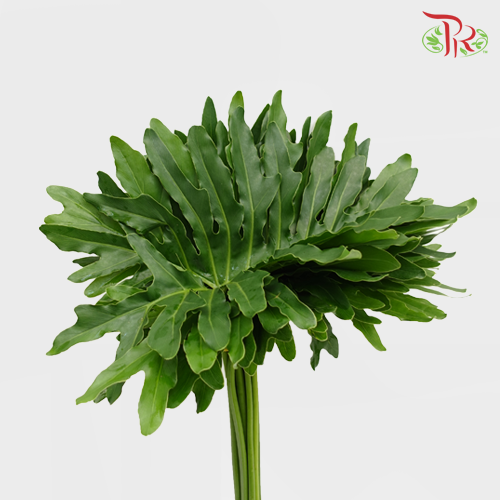Papaya Leaf - S (10 Stems) - Pudu Ria Florist