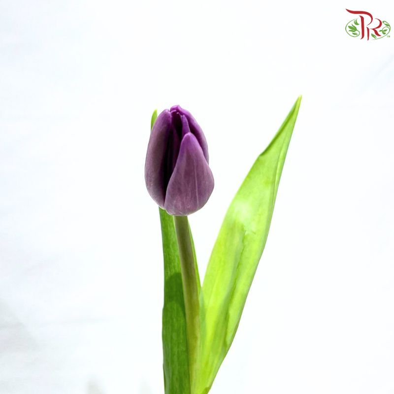 Tulip