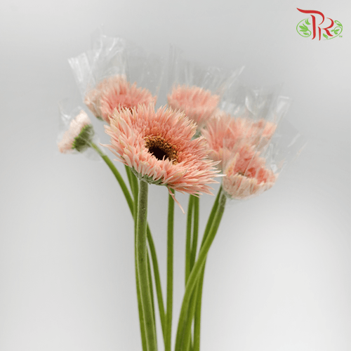 Gerbera Gemini / Pasta - Pink (9-10 Stems) - Pudu Ria Florist