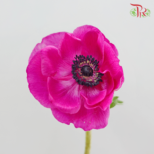 Anemone Marianne - Pink (5 Stems) - Pudu Ria Florist