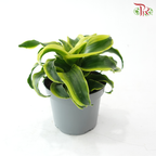 Dracaena  Fragrance《铁树 巴西木》(Random Choose Plant)