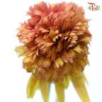 Echinacea