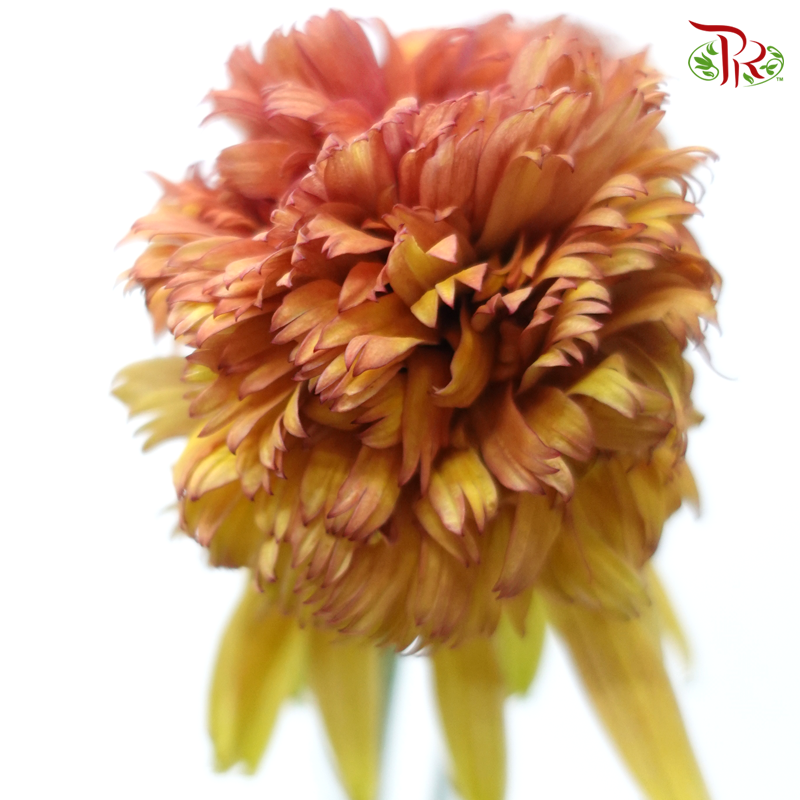 Echinacea
