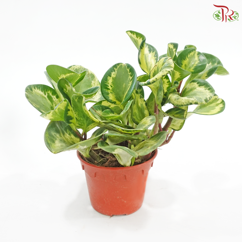 Peperomia Obutsifolia Variegata《花叶圆叶椒》