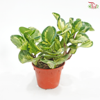 Peperomia Batik (Obtusifolia ‘Variegata’) J01《花叶圆叶椒》