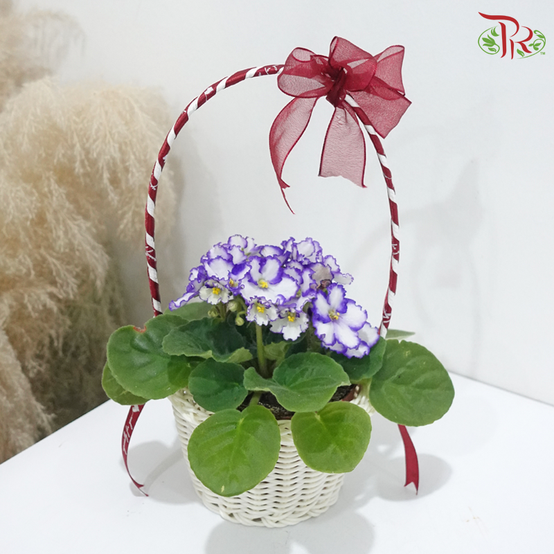 Bloomin' Love《绽放の爱》(Saintpaulia Plant) (With / Without Repotting)