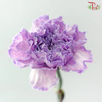 Carnation Dyed 《康乃馨》