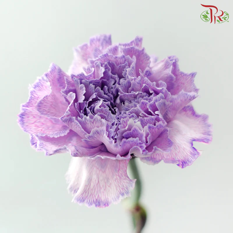 Carnation Dyed 《康乃馨》