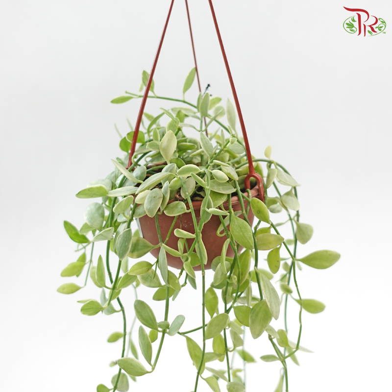 Dischidia Oinantha Varie《瓜子腾锦》