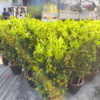 本地桔子树/ 金桔树Local Four Season Lime Tree/ Kumquat Lime Tree