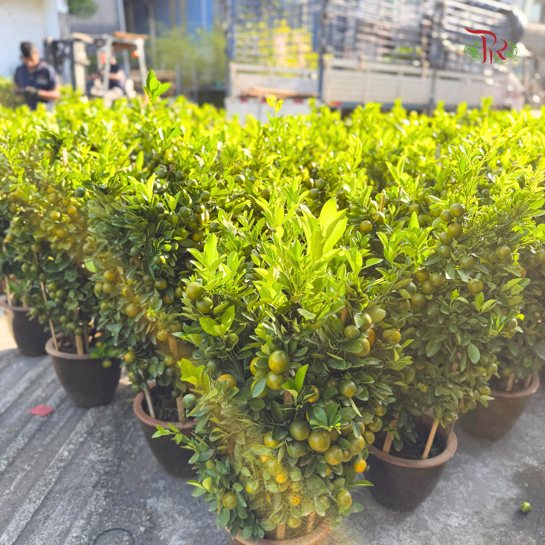 本地桔子树/ 金桔树Local Four Season Lime Tree/ Kumquat Lime Tree
