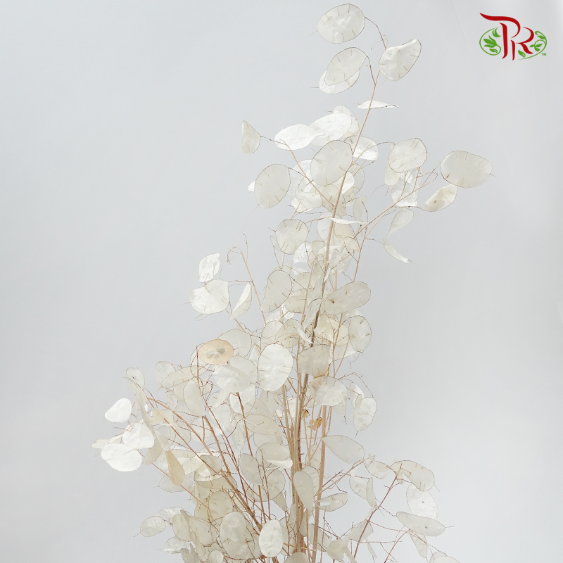 Dry Lunaria Natural/Bleached - (Per Bunch) - Pudu Ria Florist