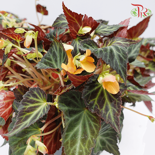 Begonia Glowing Embers《秋海棠》 - Pudu Ria Florist