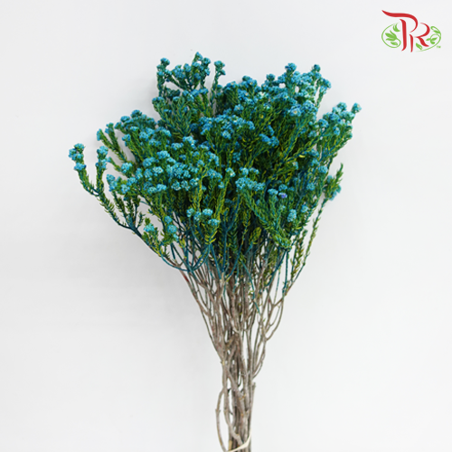 Phylica Pinea Cerise - Blue (Per Bunch) - Pudu Ria Florist
