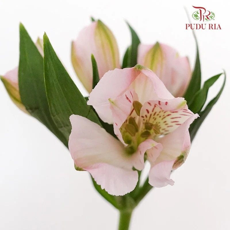 Alstroemeria