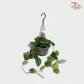 Scindapsus Pictus Argyraeus 《小叶银斑葛》 - Pudu Ria Florist