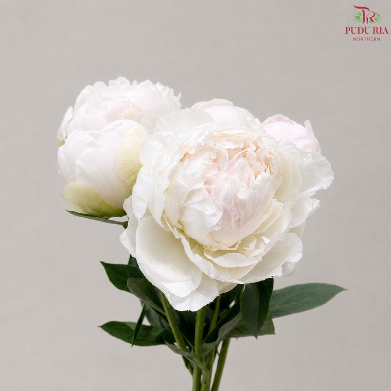 Peony 《牡丹》- Small / Medium Head