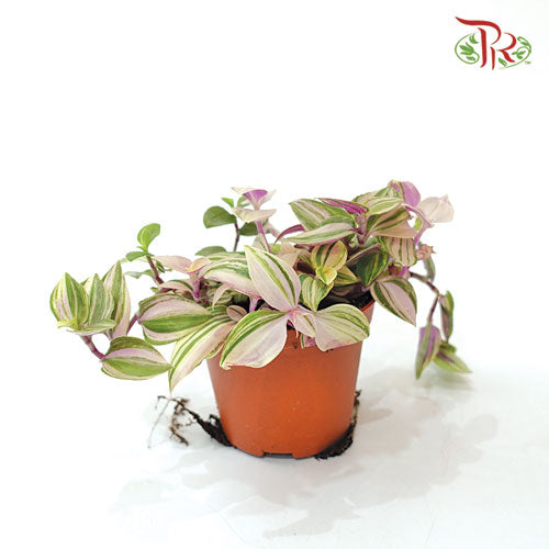 Tradescantia Flum Quadricolour 《四色白花紫露草》5cm - Pudu Ria Florist
