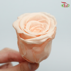 8 Bloom Rose - Peach-Peach-China-prflorist.com.my