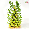 8 Golden Triangle Bamboo (30cm/ 40cm) 金八层
