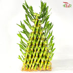 8 Golden Triangle Bamboo (30cm/ 40cm) 金八层