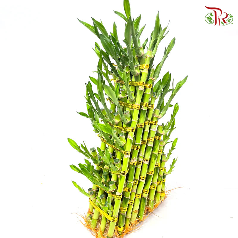 8 Golden Triangle Bamboo (30cm/ 40cm) 金八层