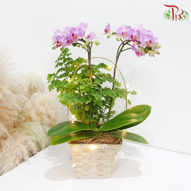 Orchid Symphony (With LED Light) (Random Choose Orchid Color)