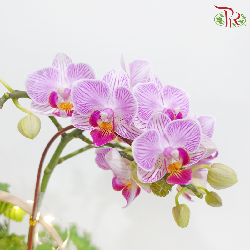 Orchid Symphony (With LED Light) (Random Choose Orchid Color)