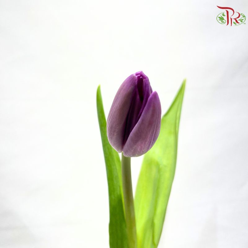 Tulip