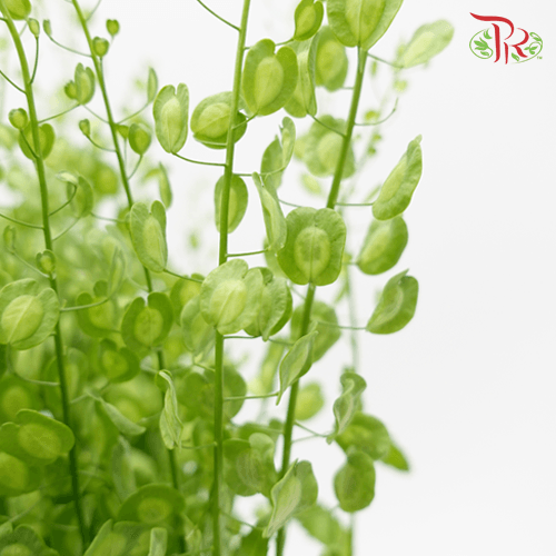 Cui Fan Leaf - (New Thlaspi) - Pudu Ria Florist