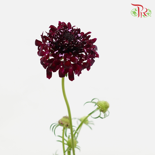 Scabiosa - Blackball Scoop (10 Stems) - Pudu Ria Florist