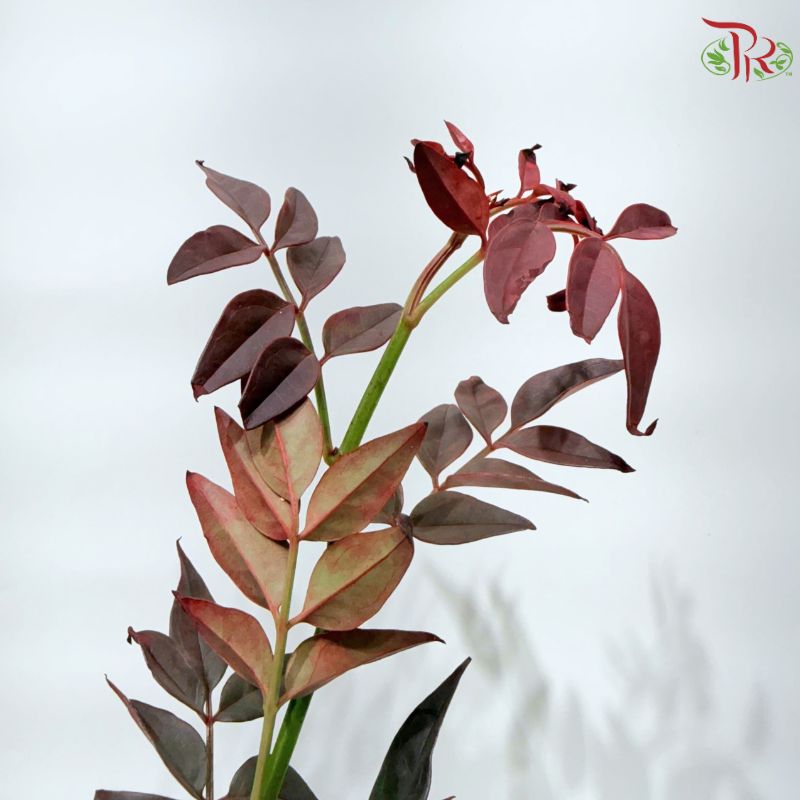 Nine Star Leaves Dyed