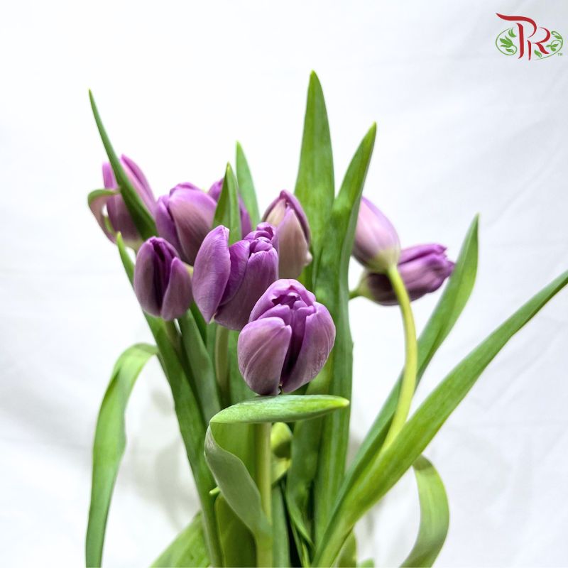 Tulip