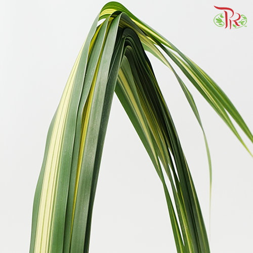 Pandan Leaf (M) - Pandanus Tone - Pudu Ria Florist