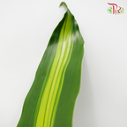 HW - Iron Leaf (Massengana) - Pudu Ria Florist