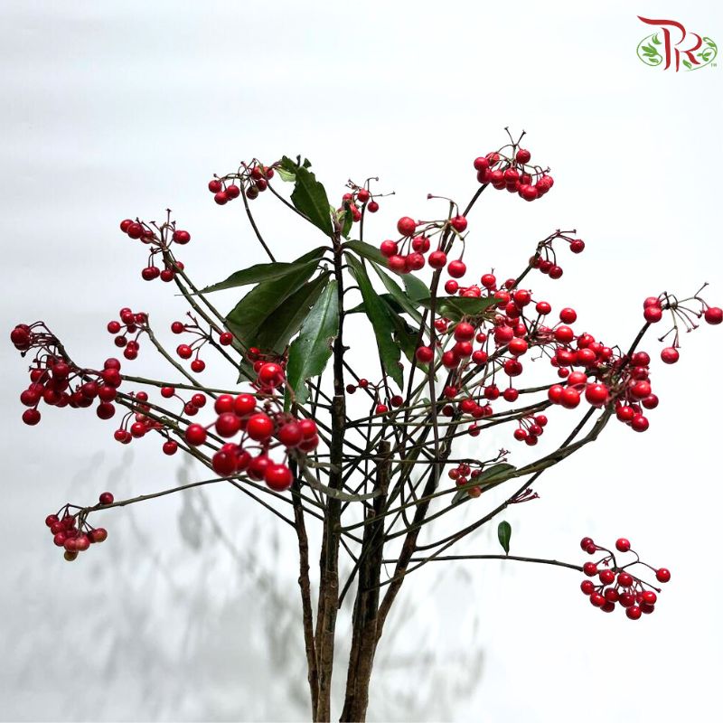 Ardisia Crenata