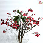 Ardisia Crenata